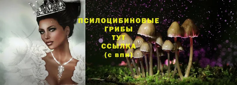 Псилоцибиновые грибы Psilocybine cubensis  Буинск 